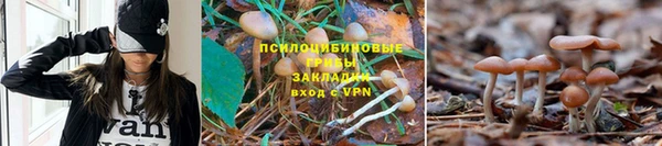 ПСИЛОЦИБИНОВЫЕ ГРИБЫ Вязьма